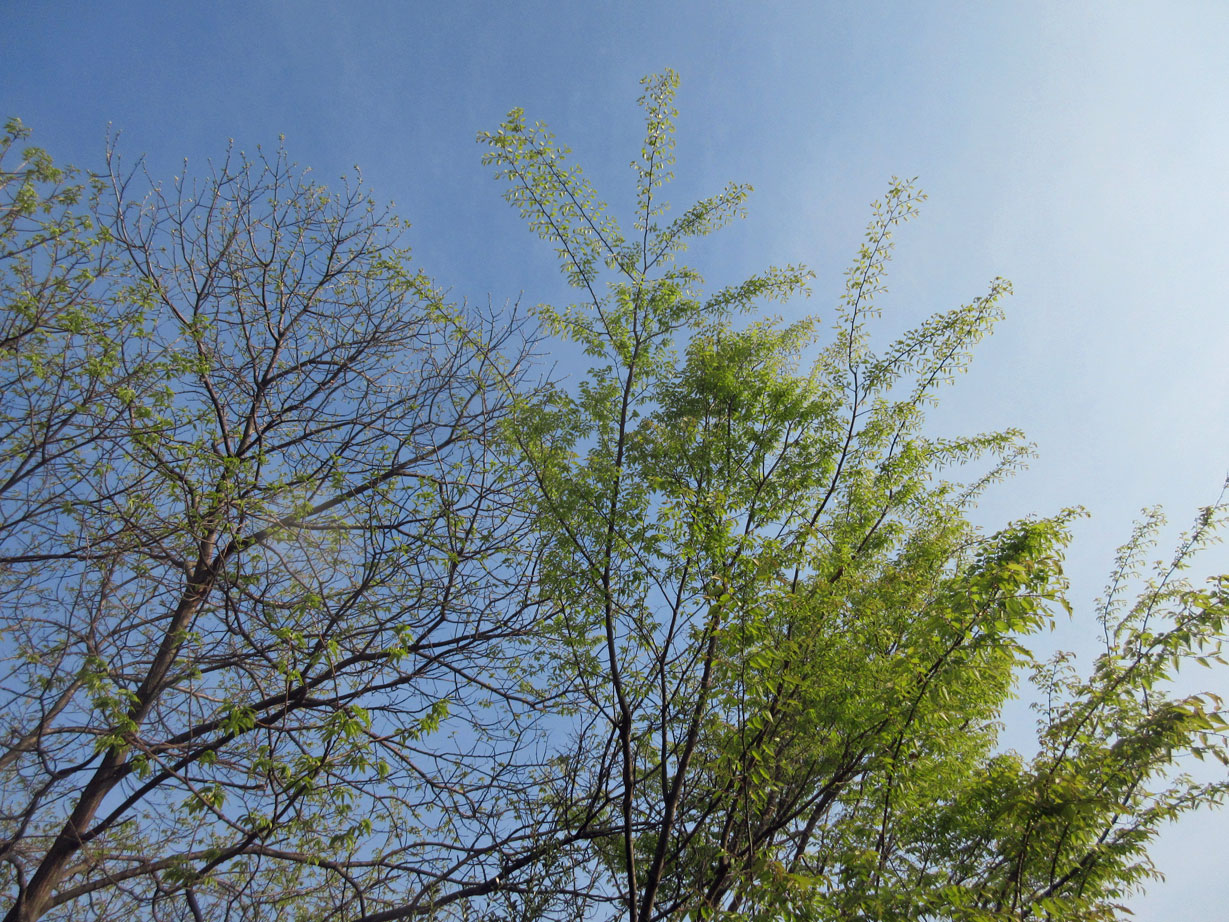 c0085508_745728.jpg
