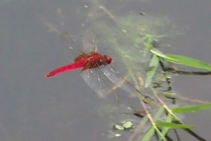 c0369423_22015852.jpg
