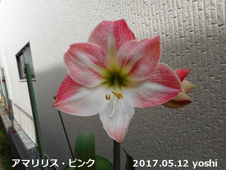 e0033229_17445769.jpg