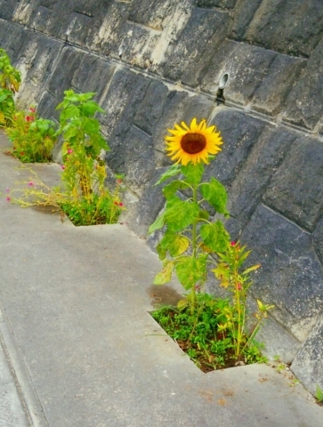a0167335_07192457.jpg