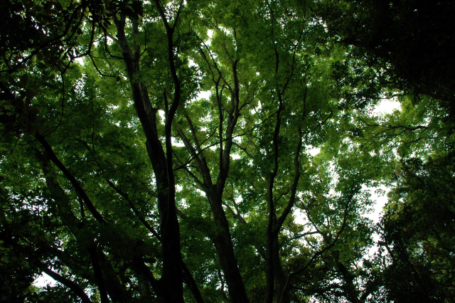 e0272335_1732731.jpg