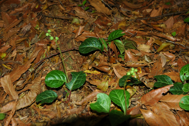 e0272335_1763666.jpg