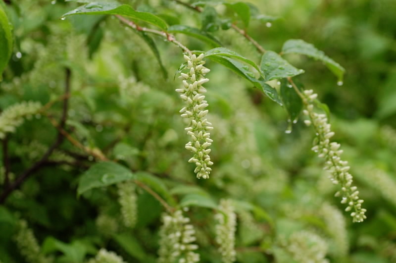 e0056537_17091095.jpg