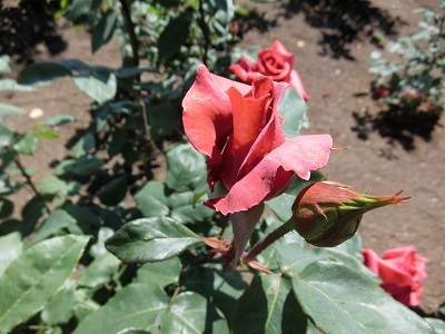 b0120541_12375758.jpg