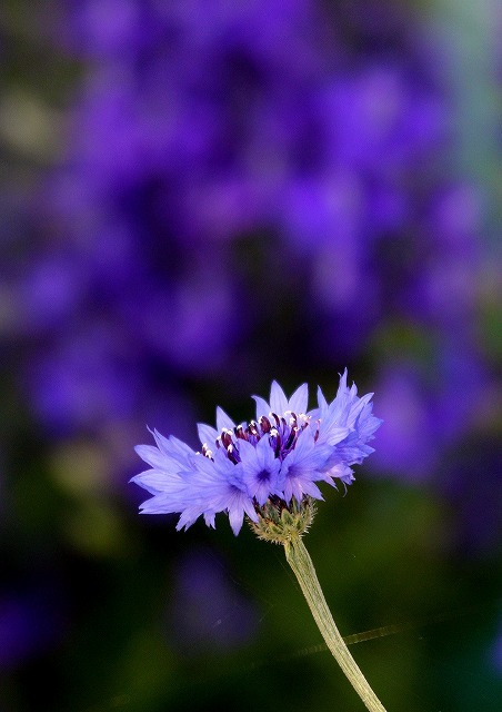 a0335853_23101665.jpg