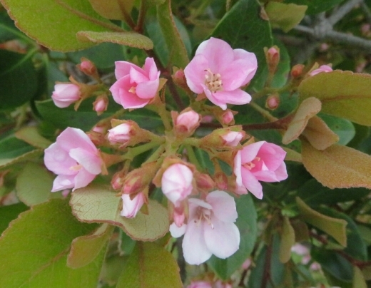 a0018655_14234880.jpg