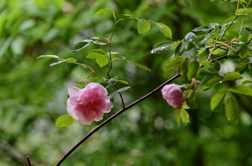 c0186463_13463421.jpg
