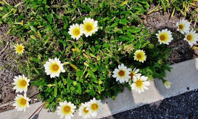c0099564_17282421.jpg