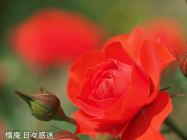 e0346064_23113136.gif
