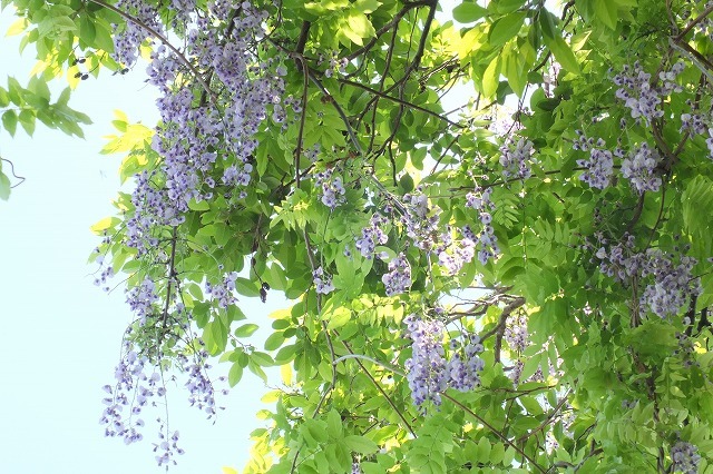 e0339873_21282082.jpg