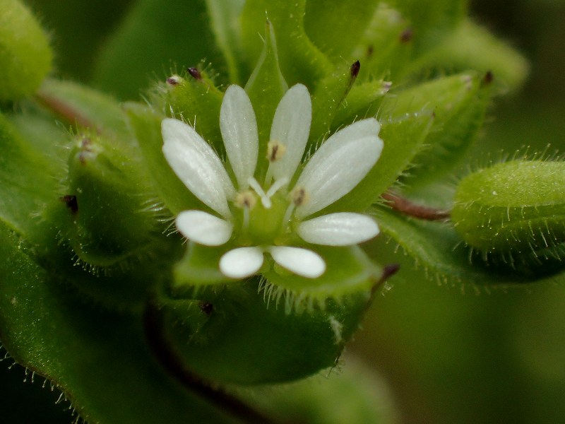 c0183777_15395455.jpg
