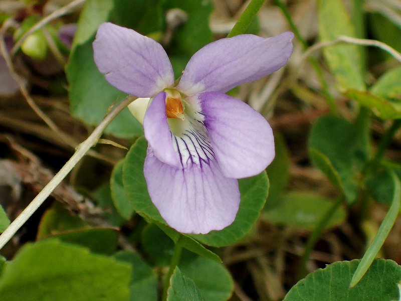 c0183777_154055.jpg