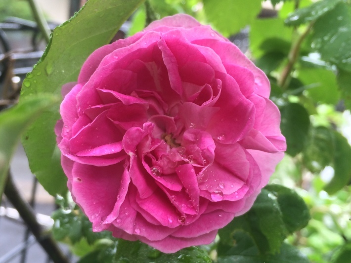 f0201297_09455928.jpg