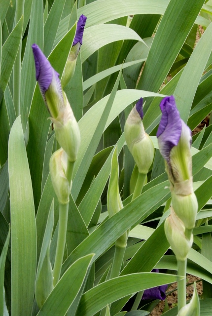 e0025300_12313699.jpg