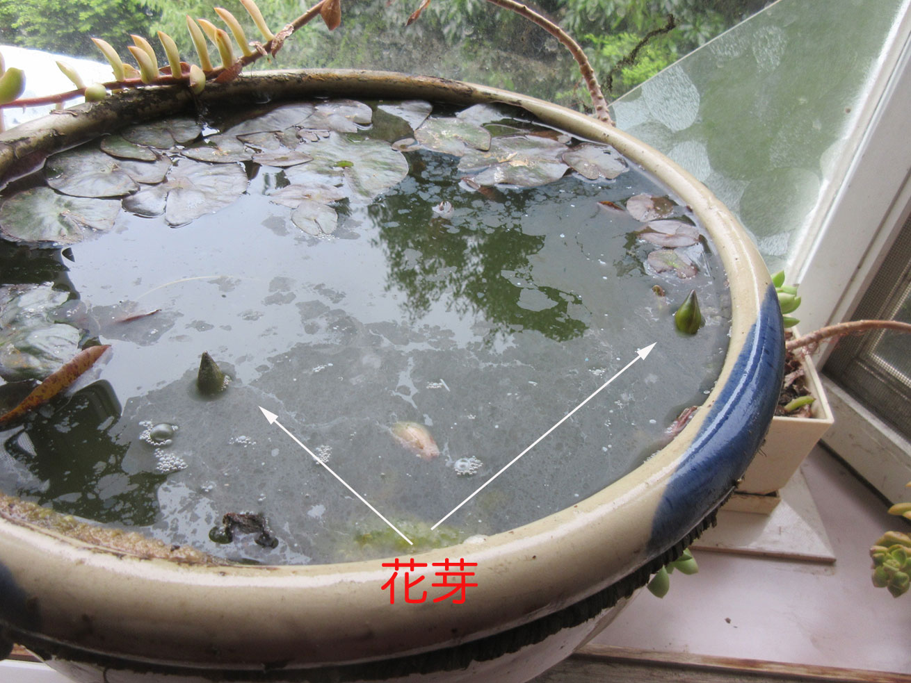 c0085508_8273528.jpg