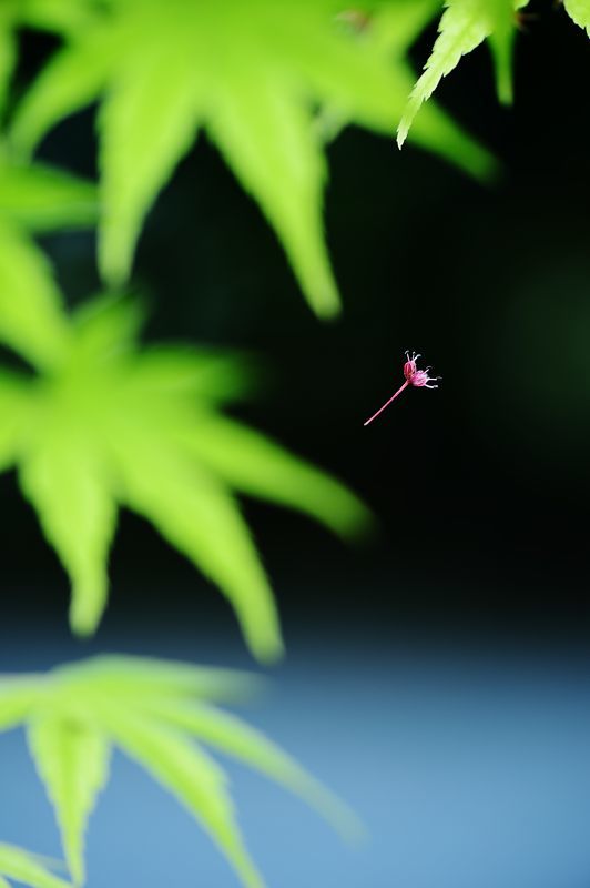 f0032011_20231411.jpg