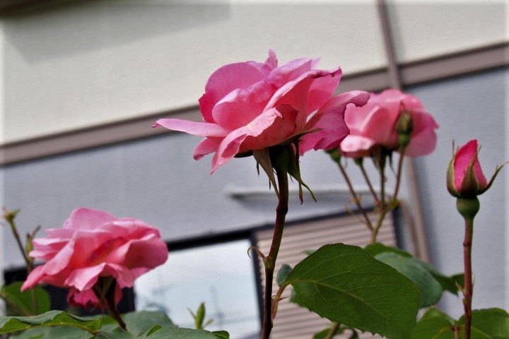 f0354923_00394624.jpg