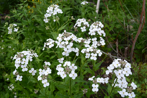 c0107129_3143535.jpg