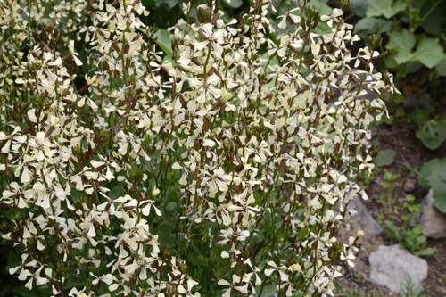 c0107129_31494.jpg