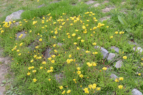 c0107129_31726100.jpg