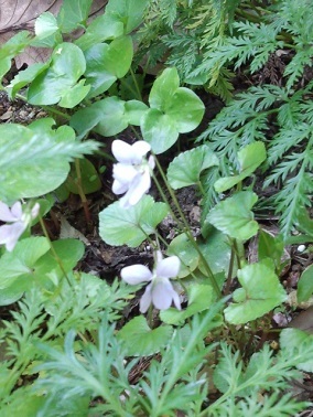 c0311729_06480295.jpg