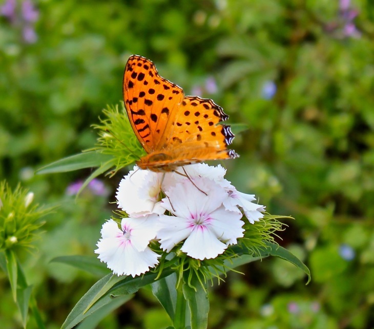 a0248459_14575111.jpg