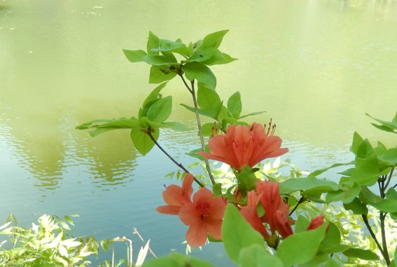 c0144185_16494579.jpg