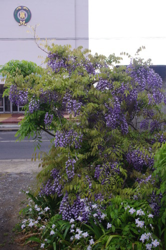 c0337494_16282328.jpg