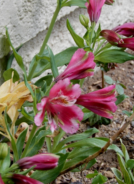 e0025300_15344245.jpg