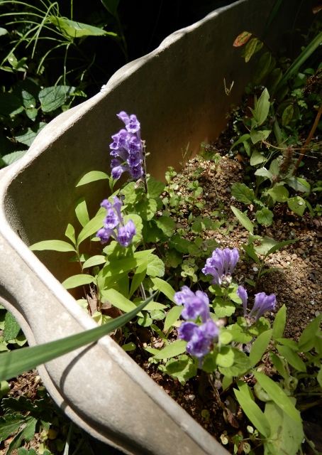 e0025300_15421829.jpg