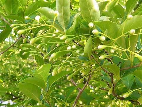 c0112206_74686.jpg