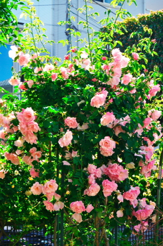 a0263109_09491014.jpg