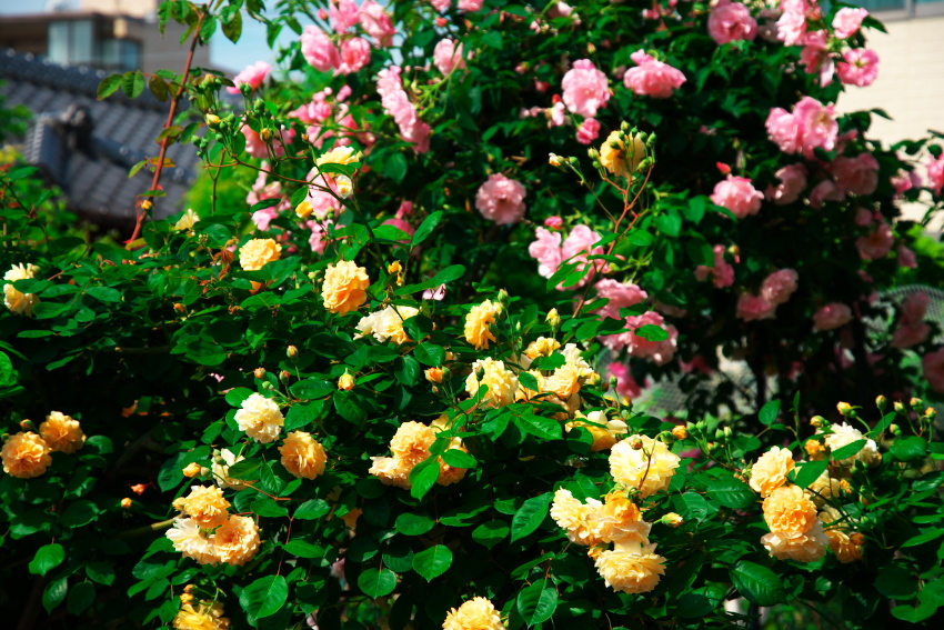 a0263109_09491070.jpg