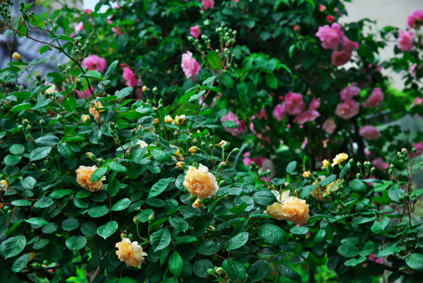 a0263109_09552119.jpg