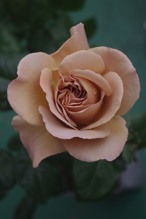 c0147909_10183531.jpg