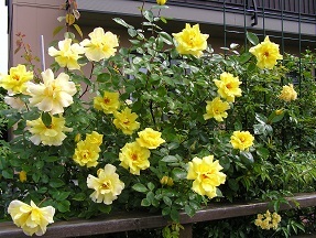 f0325309_09382892.jpg