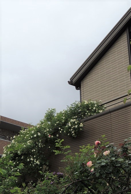 f0150620_19544870.jpg