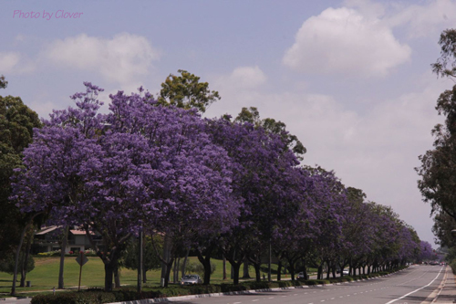 c0327528_07405331.jpg
