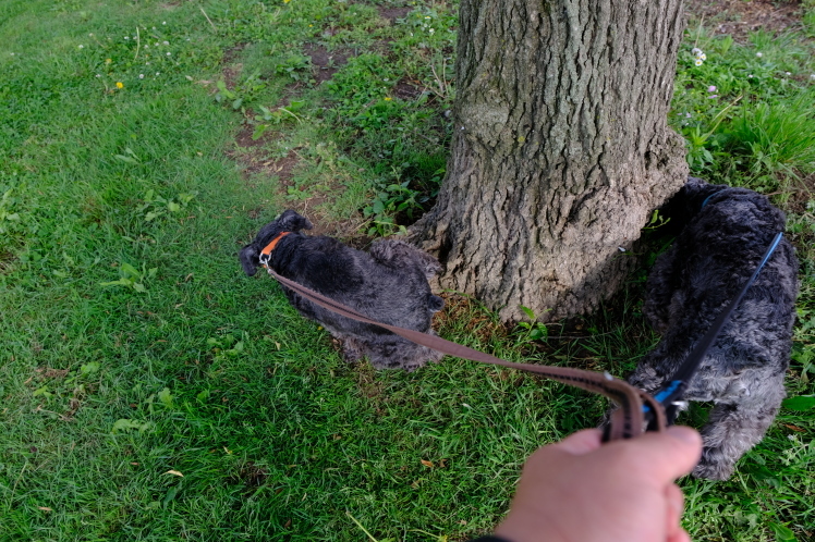f0363628_20130233.jpg