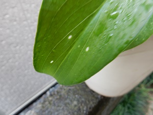 e0033229_184171.jpg
