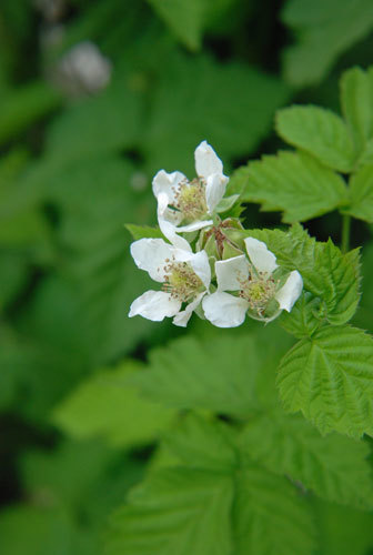 e0204334_23215229.jpg