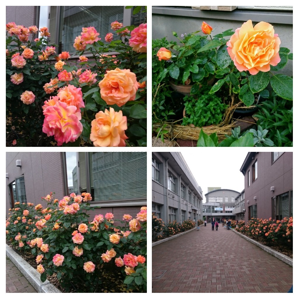 f0042637_16183231.jpg