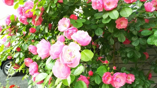 c0038742_10022667.jpg