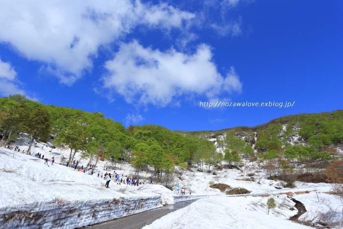 残雪と新緑の鍋倉高原と鍋倉山 - 野沢温泉とその周辺いろいろ