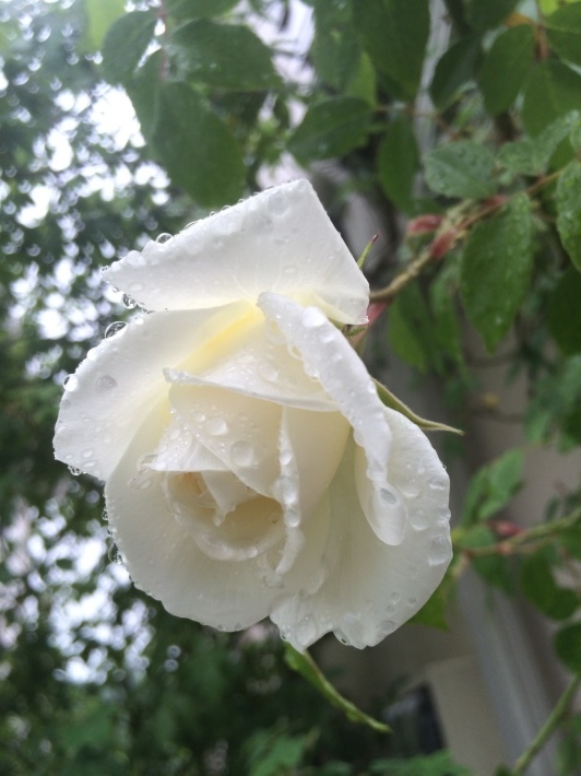 f0201297_10072597.jpg