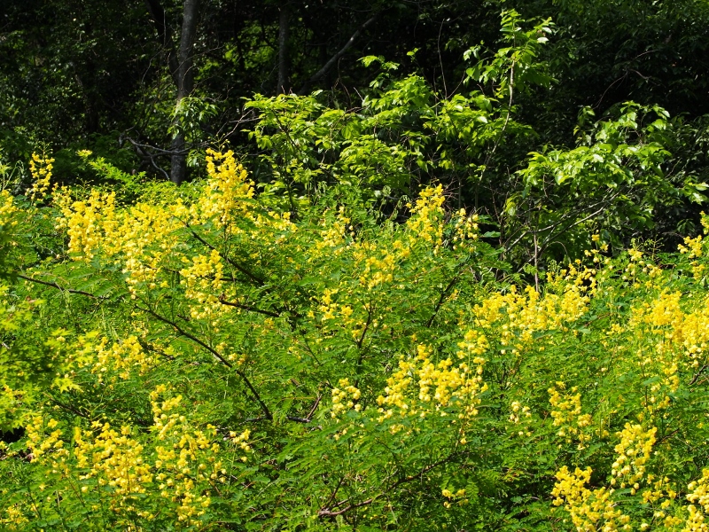 b0039898_17474220.jpg