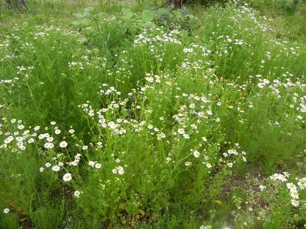 c0361298_22561847.jpg