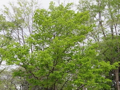 f0325309_17360068.jpg