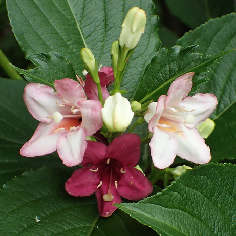 c0190915_1849885.jpg