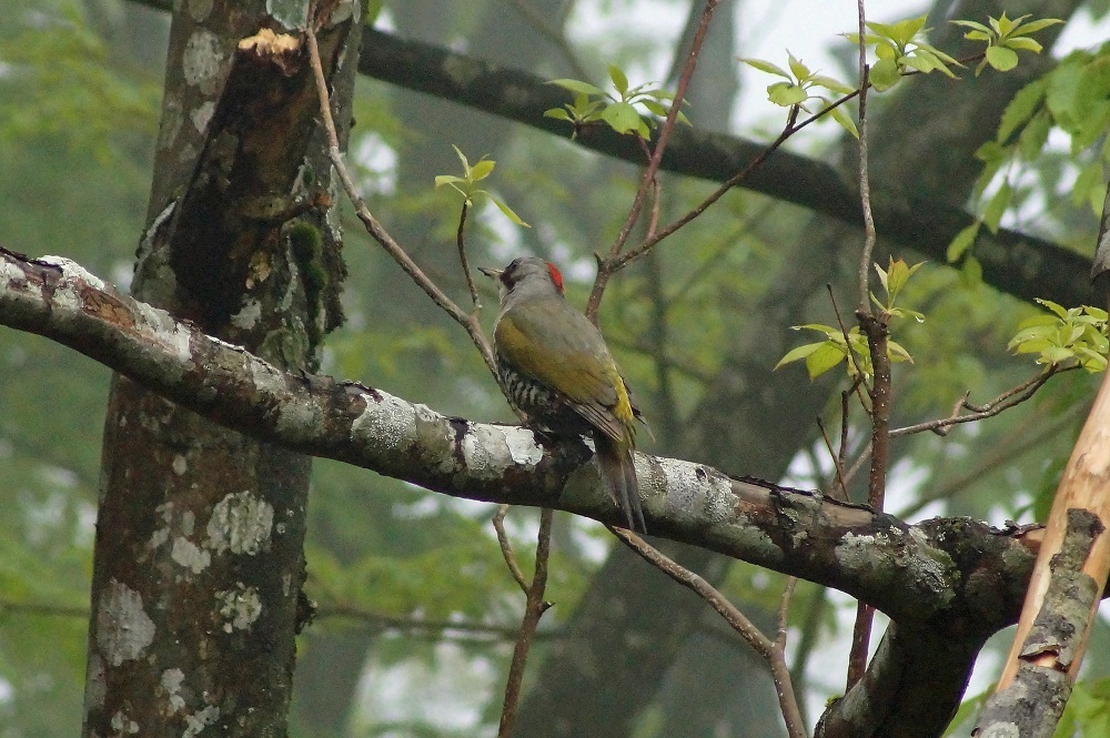 c0042418_07451725.jpg